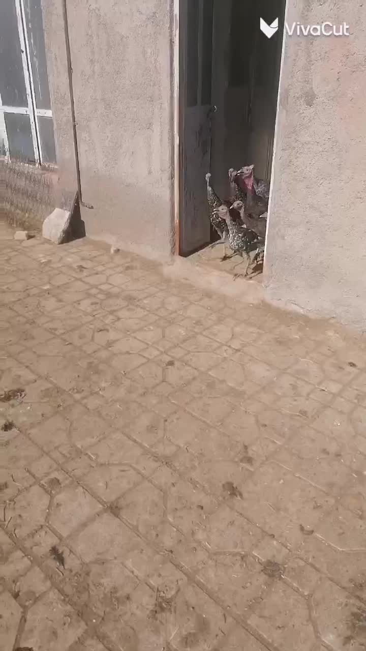 بوقلمون نر و ماده|حیوانات مزرعه|مشهد, شهرک مهرگان|دیوار