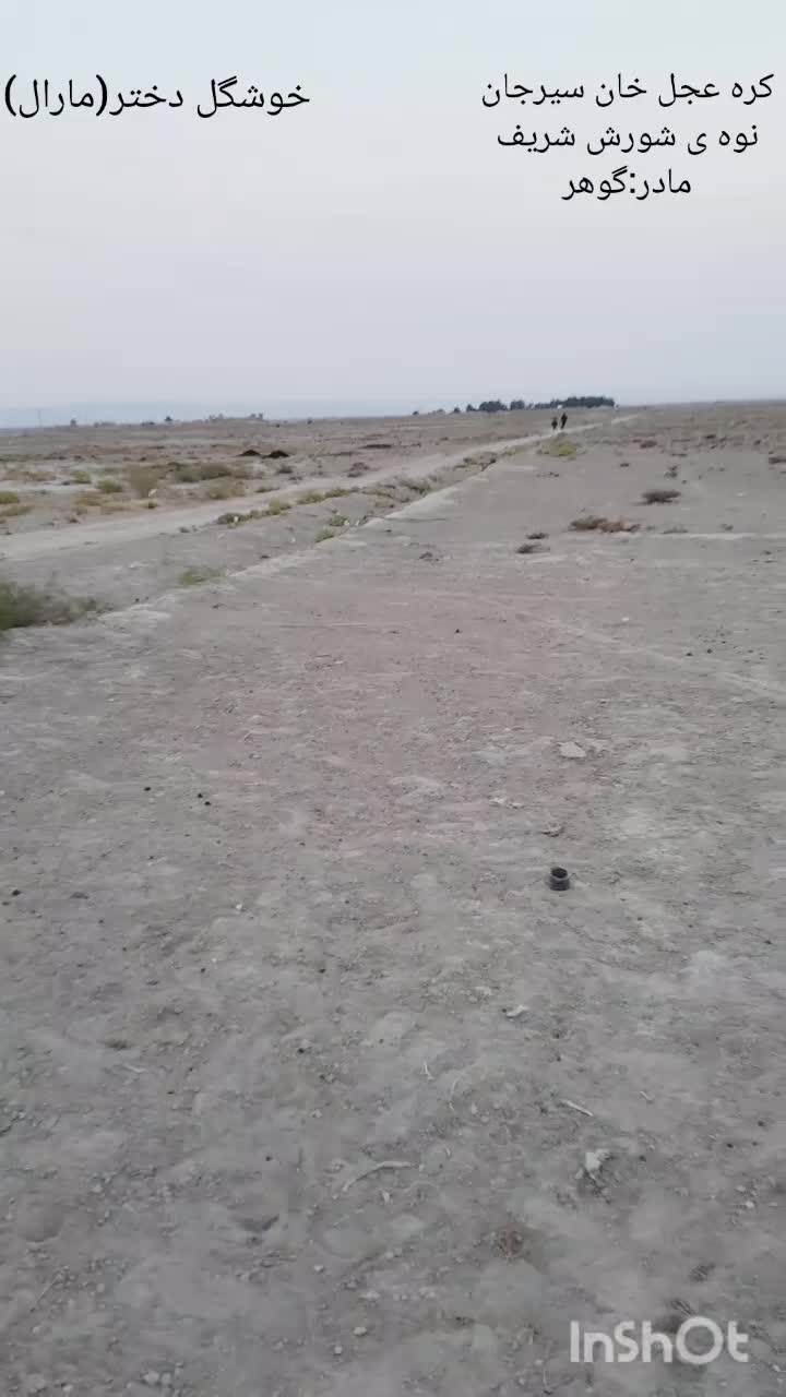 اسب کرد درجه ۱|اسب و تجهیزات اسب‌سواری|رفسنجان, |دیوار