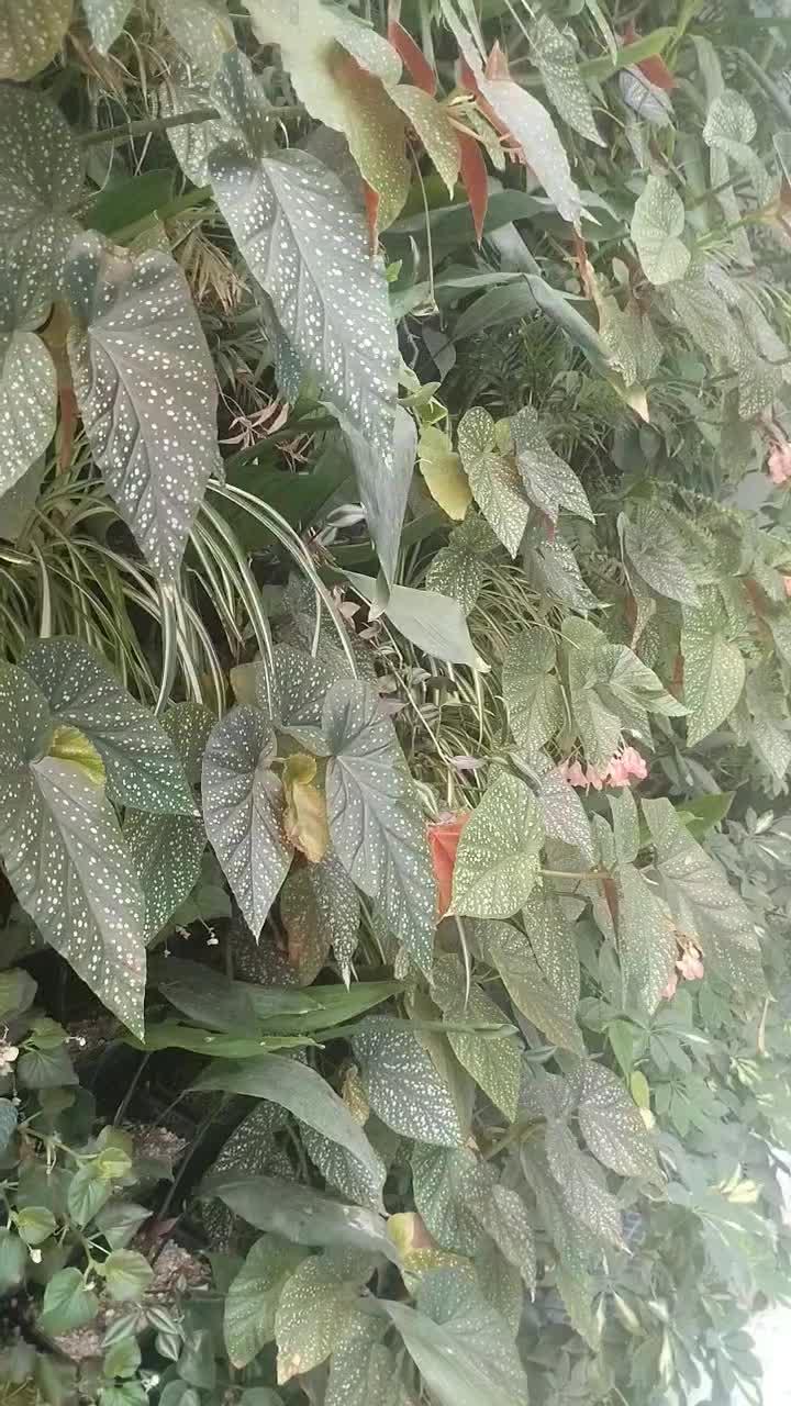 دیوار سبز|گل و گیاه طبیعی|کرج, دهقان ویلا|دیوار