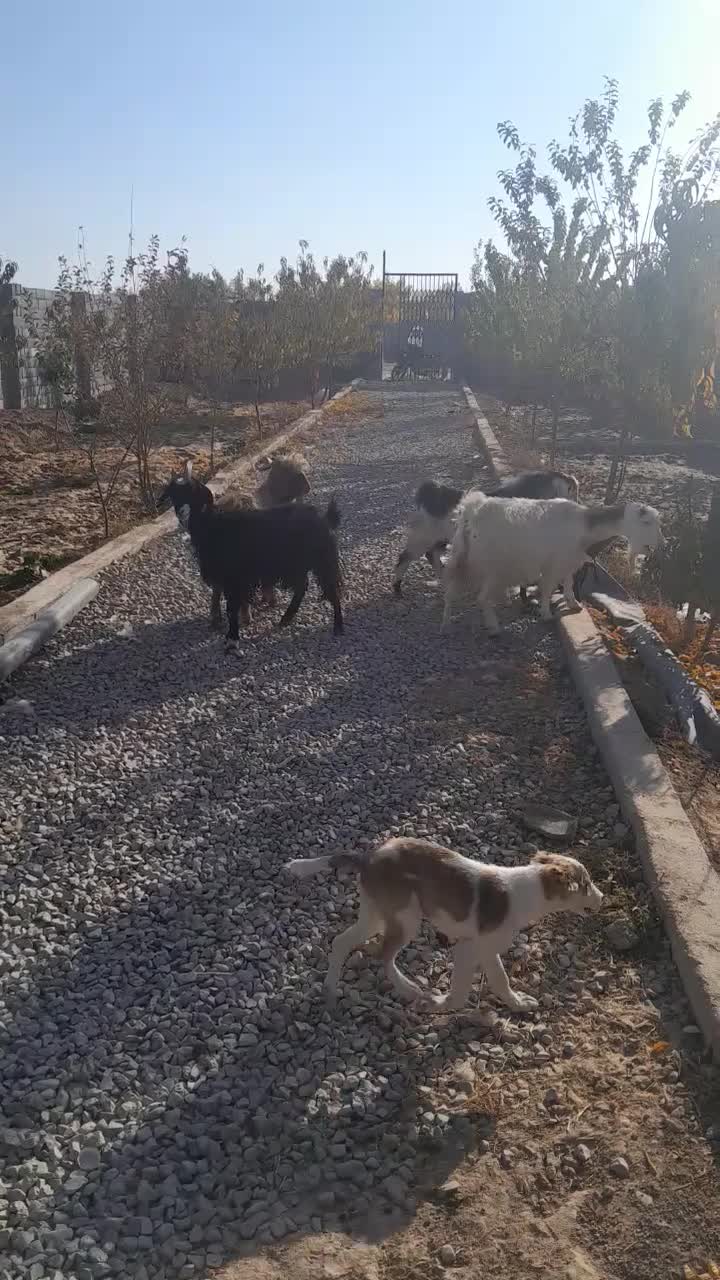 گوسفندزنده|حیوانات مزرعه|مشهد, شهرک مهرگان|دیوار