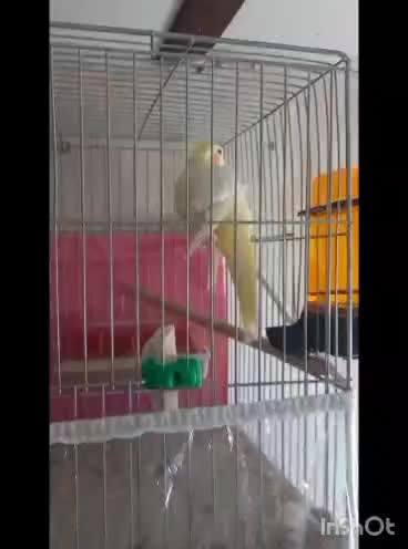 عروس هلندی|پرنده|تبریز, |دیوار