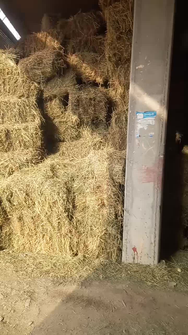 یونجه|حیوانات مزرعه|بکتاش, |دیوار