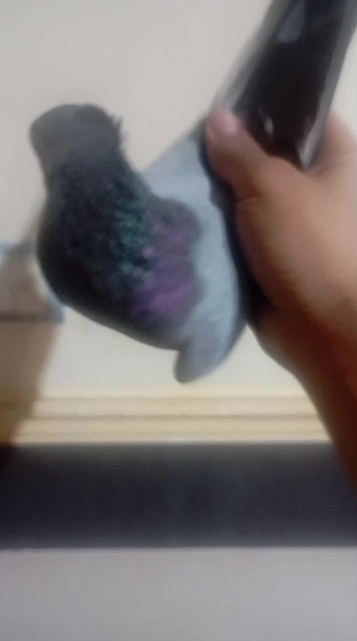 سبز آبادانی ماده|پرنده|آبادان, |دیوار