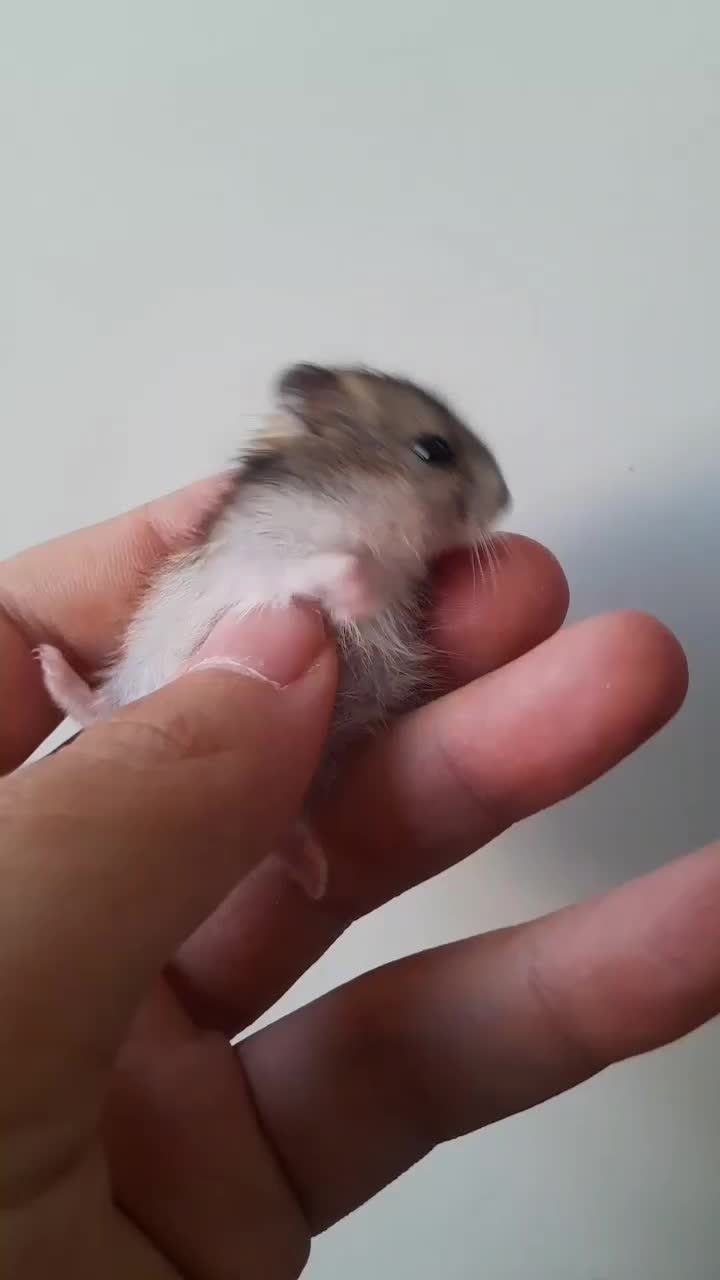 همستر کمپل|موش و خرگوش|اصفهان, خواجو|دیوار