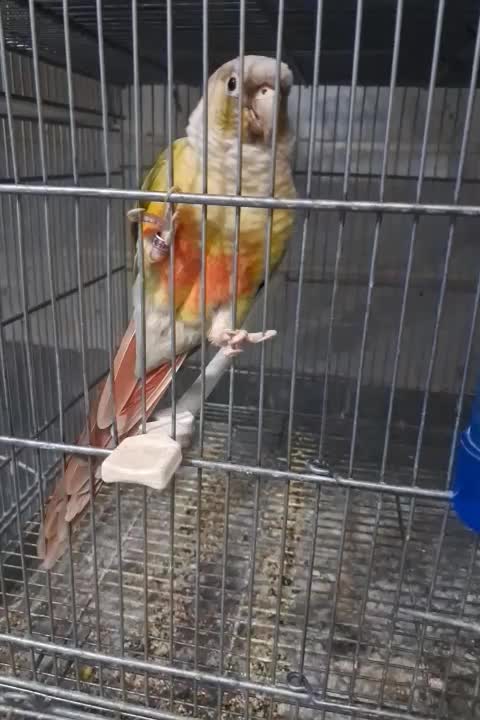 جفت مولد گرینچیک|پرنده|اندیشه, اندیشه فاز ۲|دیوار