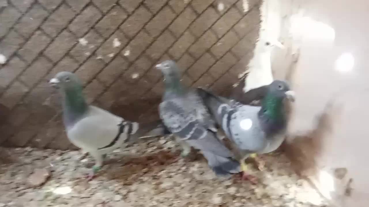 کفتر پرشی|پرنده|باخزر, |دیوار