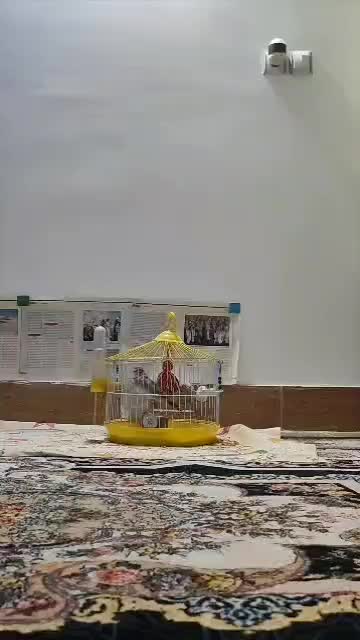 سهره خاکی یا سره قناری قرص بخوان|پرنده|گرگان, |دیوار