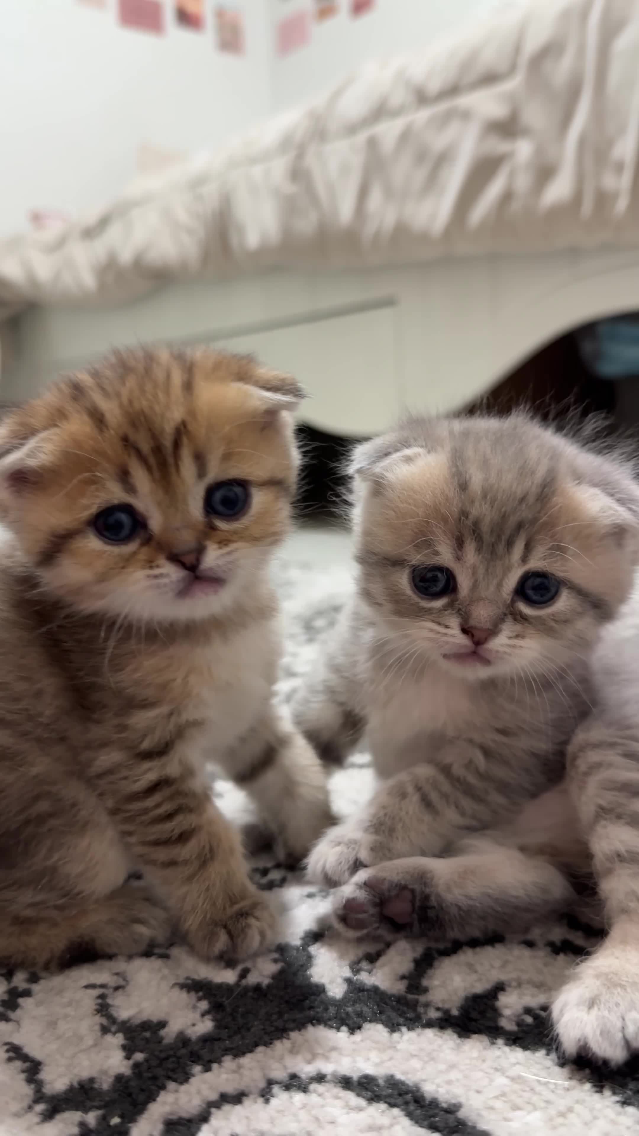 بچه گربه پرشین اسکاتیش|گربه|اندیشه, اندیشه فاز ۶|دیوار