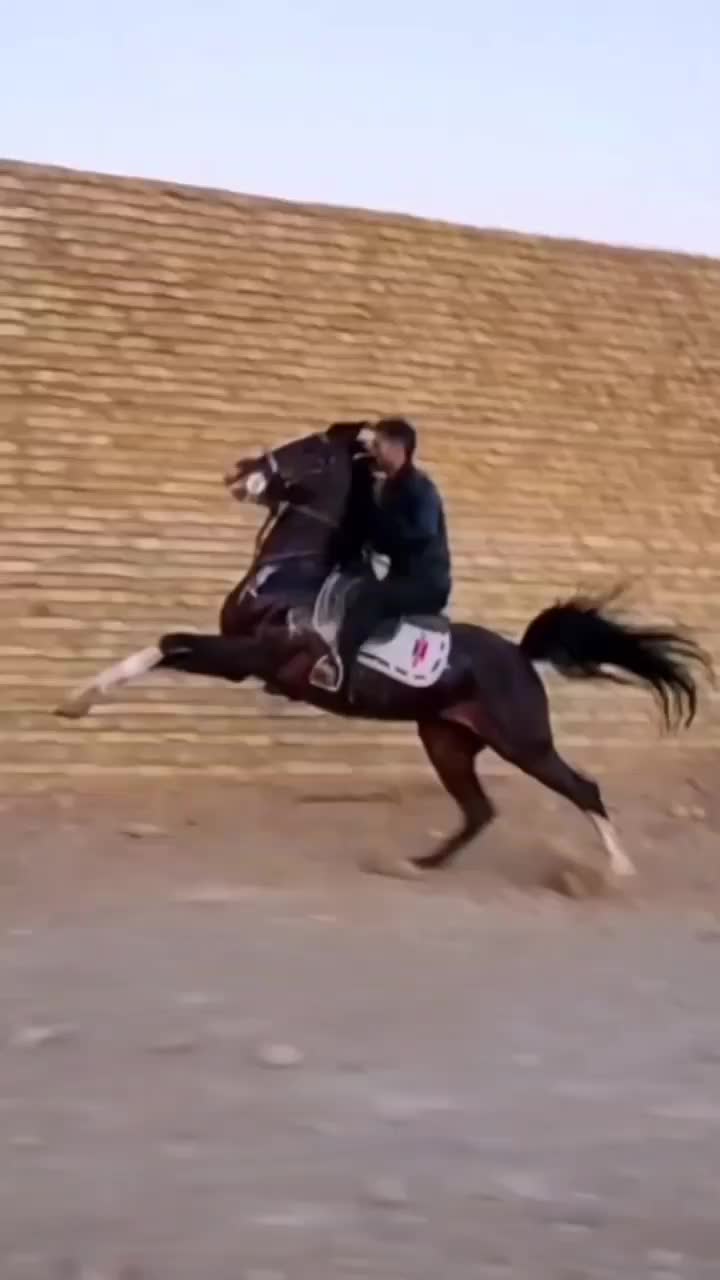 اسب|اسب و تجهیزات اسبسواری|تفت, |دیوار