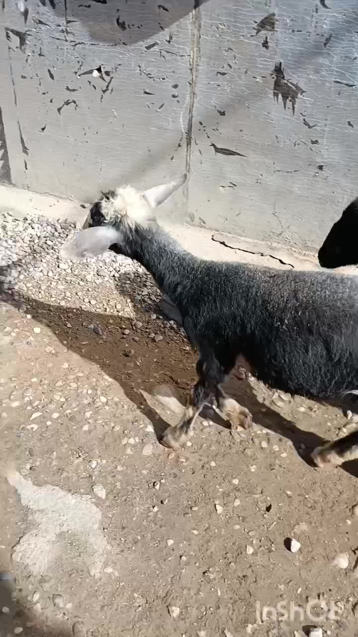 بره افشاری قره قزل زیر قوچی و پرواری(گوسفند)|حیوانات مزرعه|گنبد کاووس, |دیوار