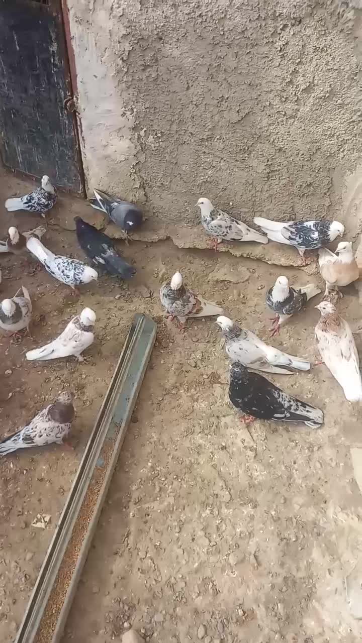 کبوتر|پرنده|نیمروز, |دیوار