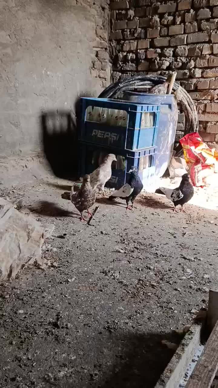 4عددکبوتردوری|پرنده|حمیدیه, |دیوار