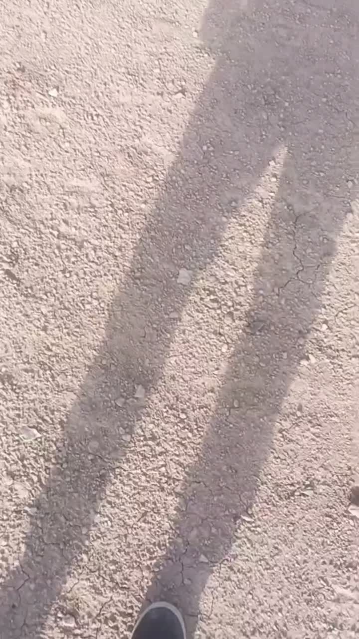 توله پژدر|سگ|سرپل ذهاب, |دیوار