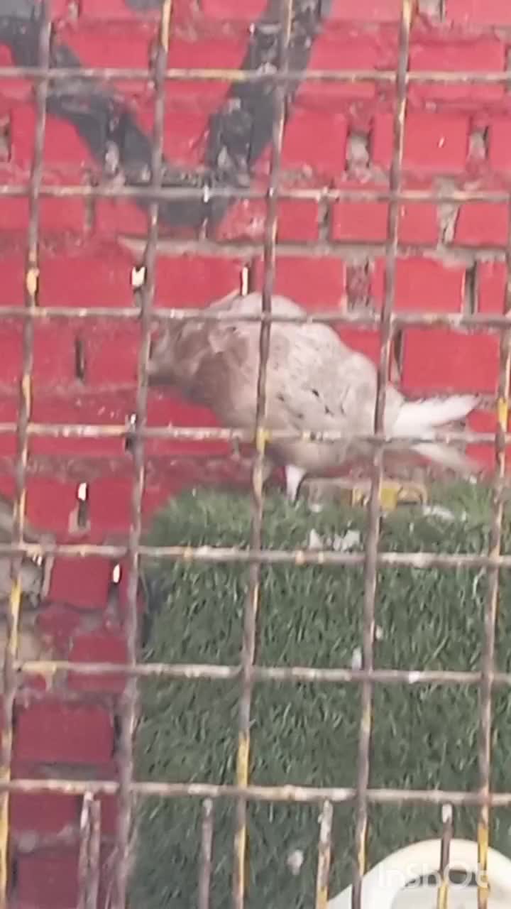 کبوتر نر کوهی کرم عتیقه|پرنده|باوی, |دیوار