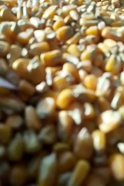 نان خشک نون خشکه|خدمات پیشه و مهارت|تربت جام, معدآباد|دیوار