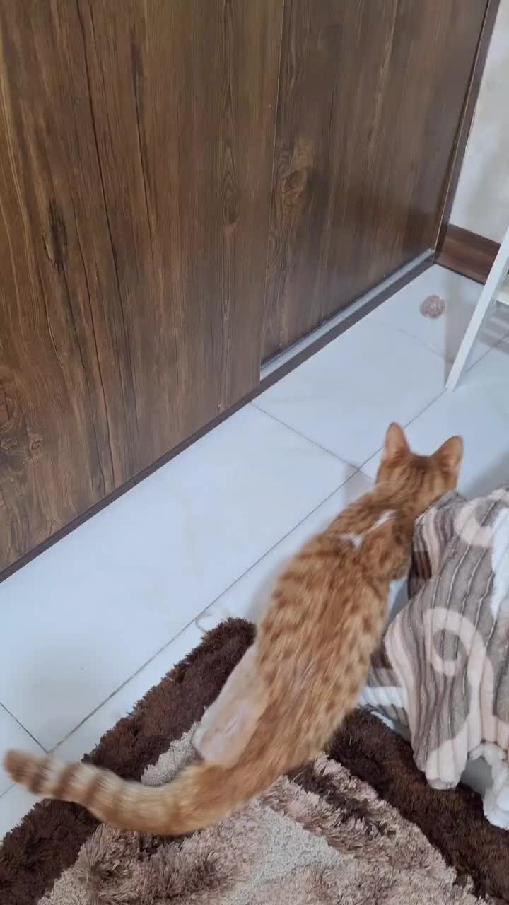 گربه حمایتی|گربه|کرج, حصارک بالا|دیوار