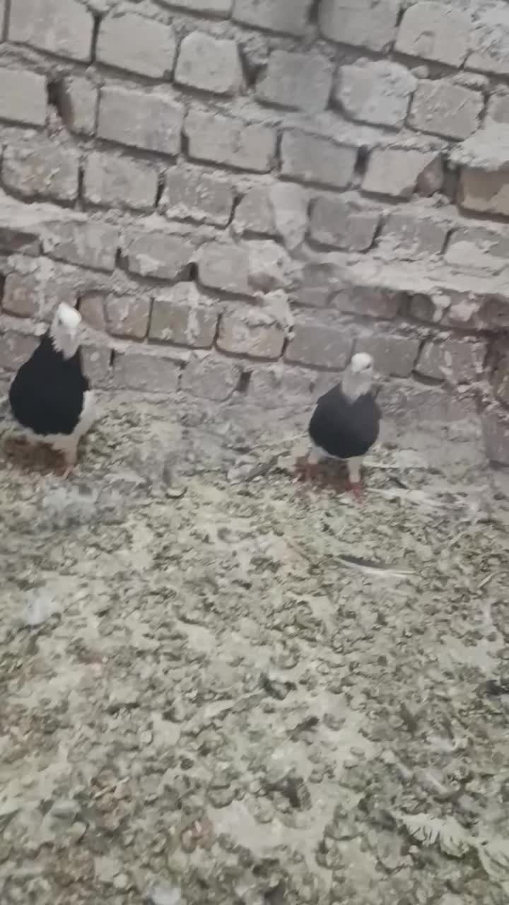 طوقی زیل دم دسفید|لوازم جانبی حیوانات|تاکستان, |دیوار