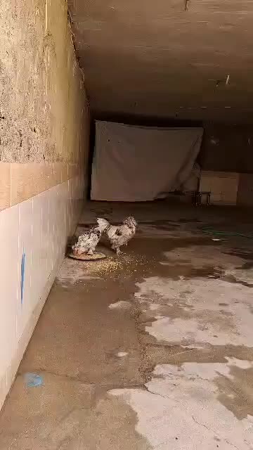 خروس|حیوانات مزرعه|دهدشت, |دیوار