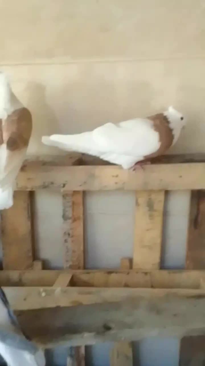 رنگی وسیاهپوش|پرنده|محمدیه-قزوین, |دیوار