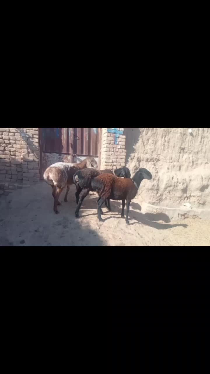 سه راس کاور چینی اصیل لختی،|حیوانات مزرعه|بردسکن, |دیوار