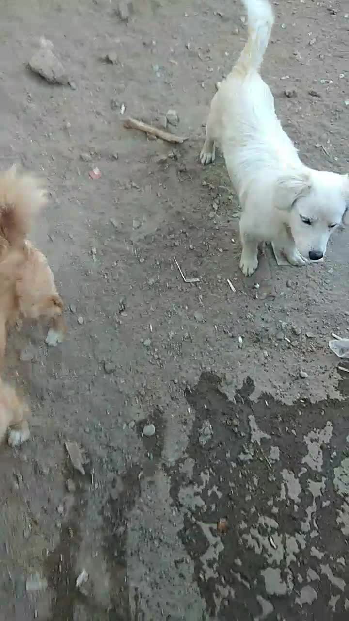 دو عدد سگ|سگ|ملکآباد, |دیوار