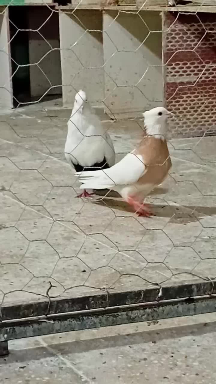 نر دمبی قفل سیاه تنه دار جوان|پرنده|دزفول, |دیوار