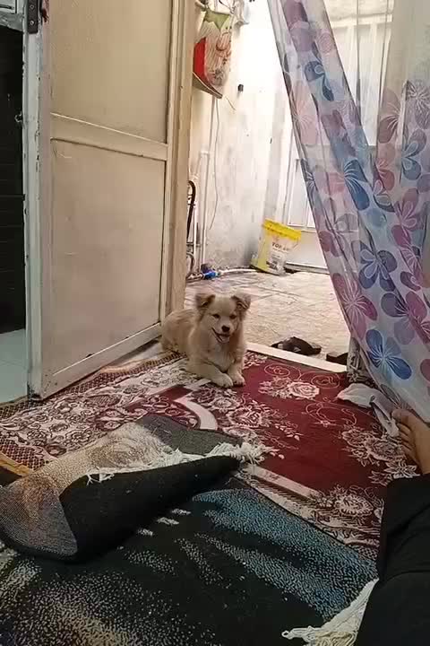 پامر عروسکی دو رگ|سگ|نسیمشهر, |دیوار