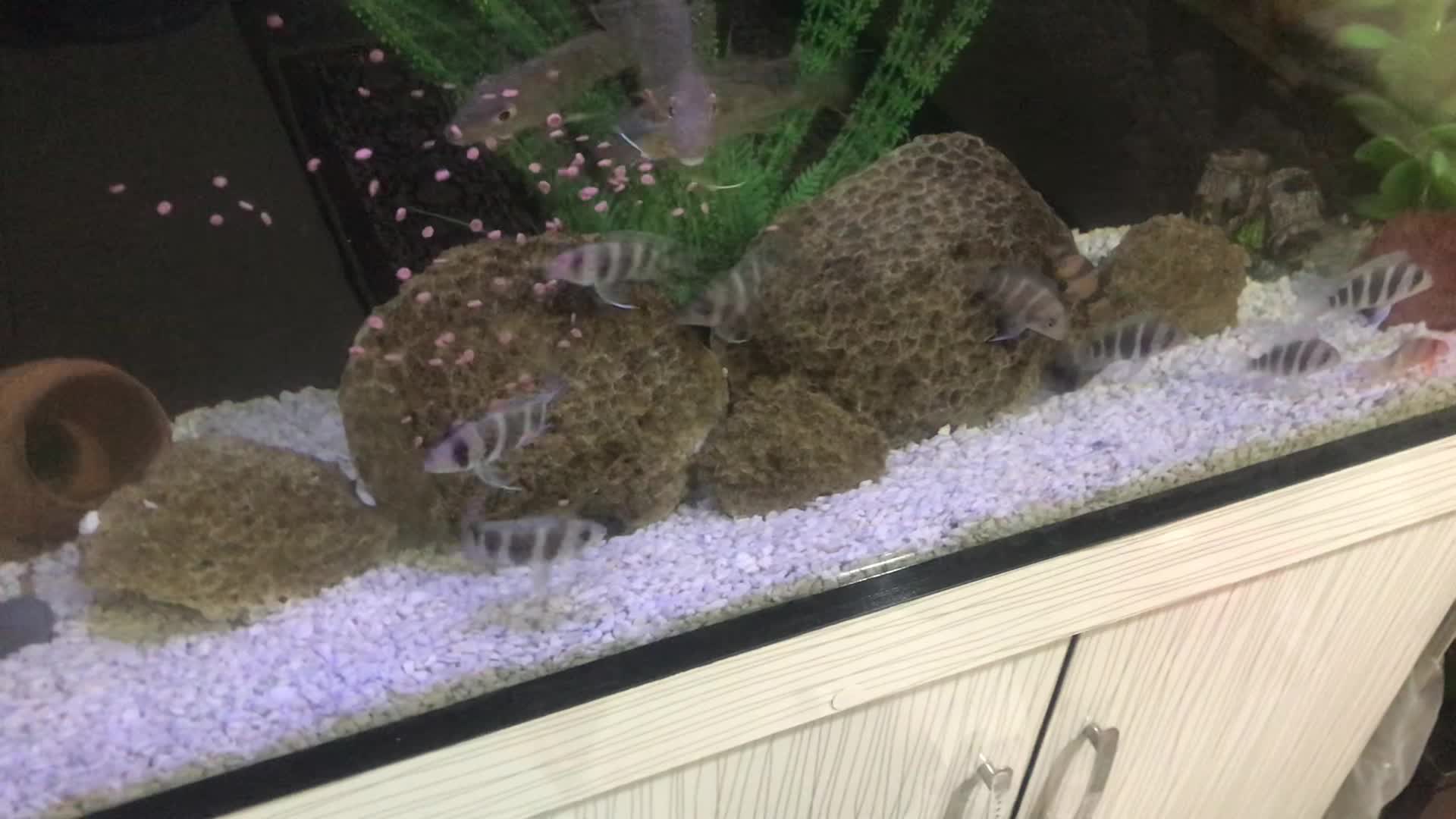 فرانتوزا|ماهی|تهران, مشیریه|دیوار