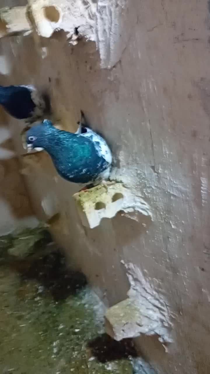 کفتر|پرنده|مشهد, طبرسی شمالی|دیوار