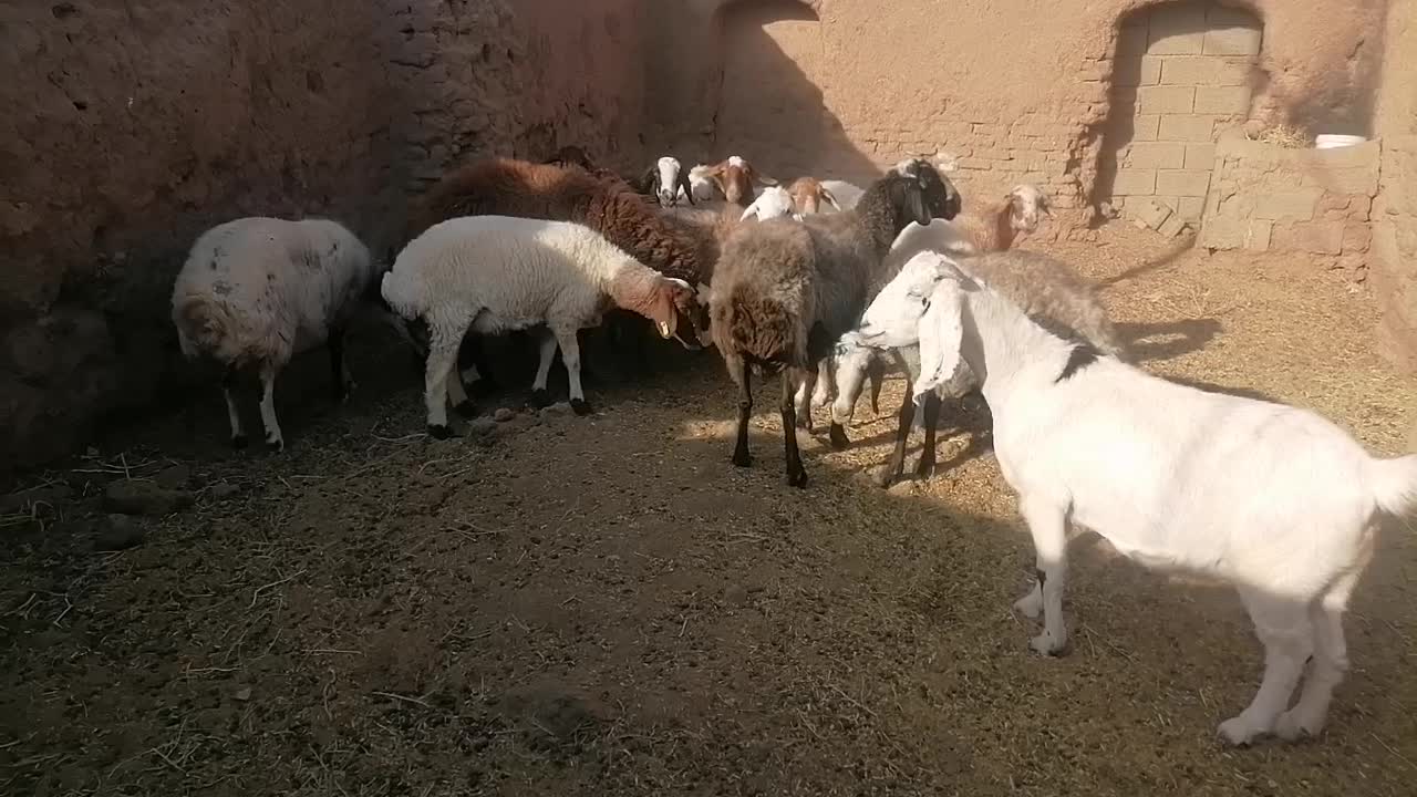 میش|حیوانات مزرعه|داورزن, |دیوار