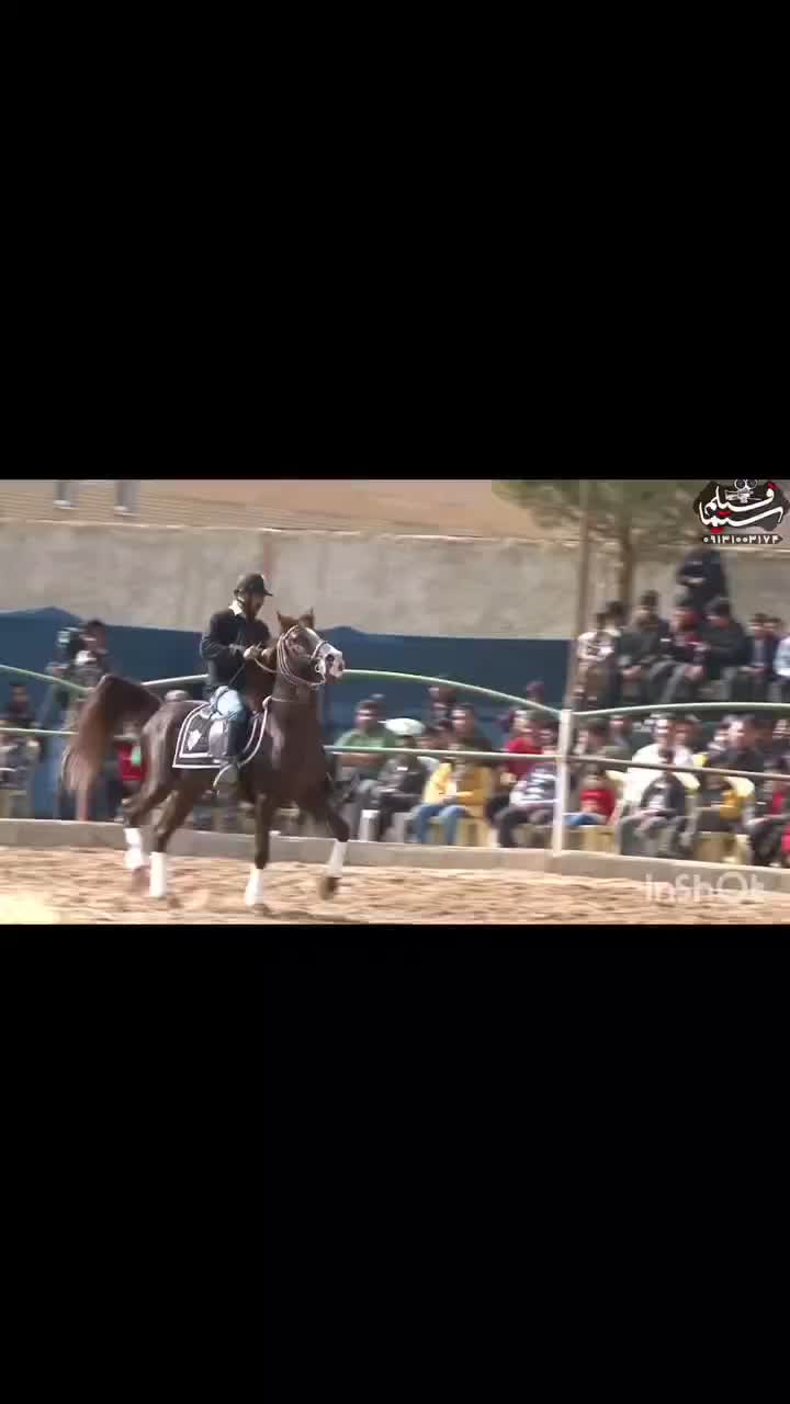 سلام  اسب برای اجاره دارم کافیه فقط زنگ بزنی|اسب و تجهیزات اسب‌سواری|بندرعباس, |دیوار