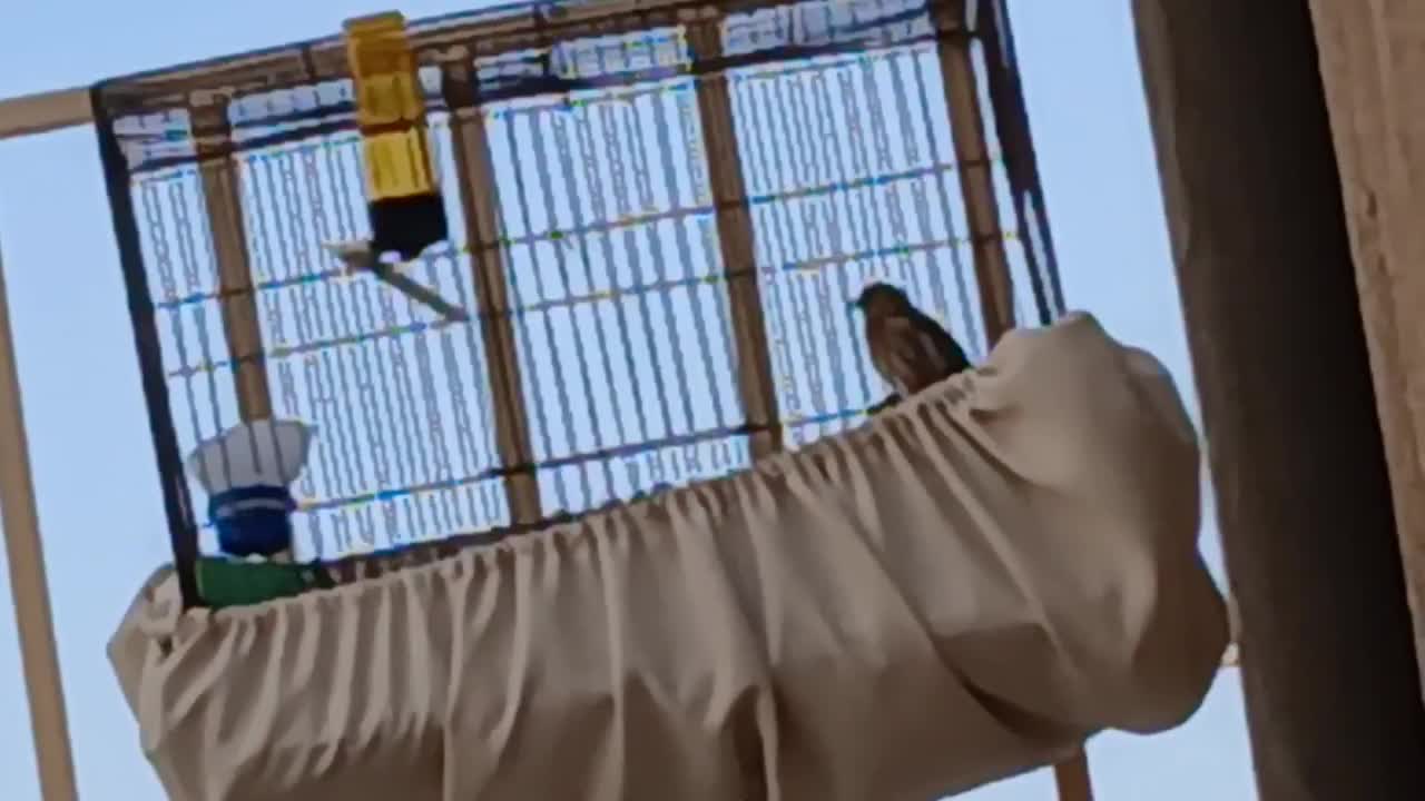 سهره قناری نر|پرنده|ملارد, |دیوار