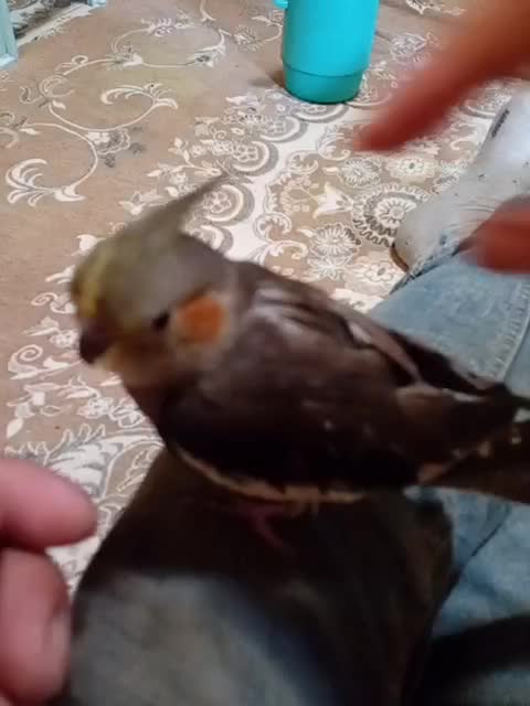 عروس هلندی|پرنده|سهند, |دیوار