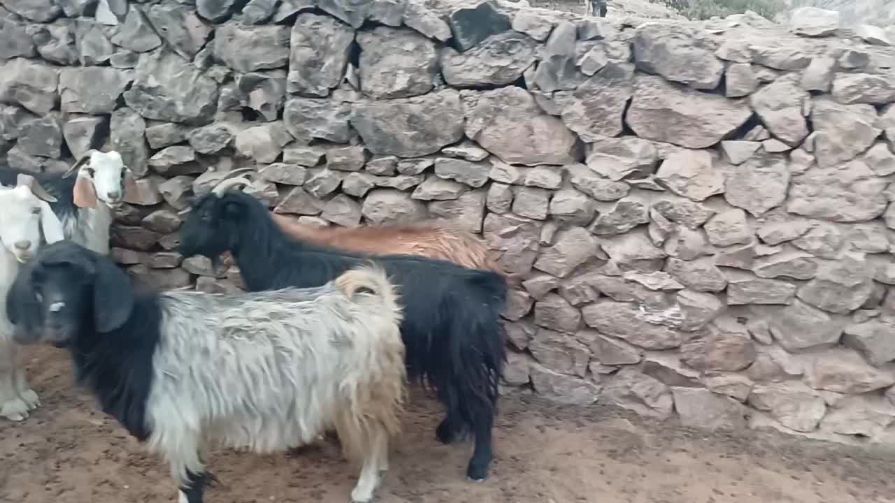 بزداشتی|حیوانات مزرعه|دهدشت, |دیوار