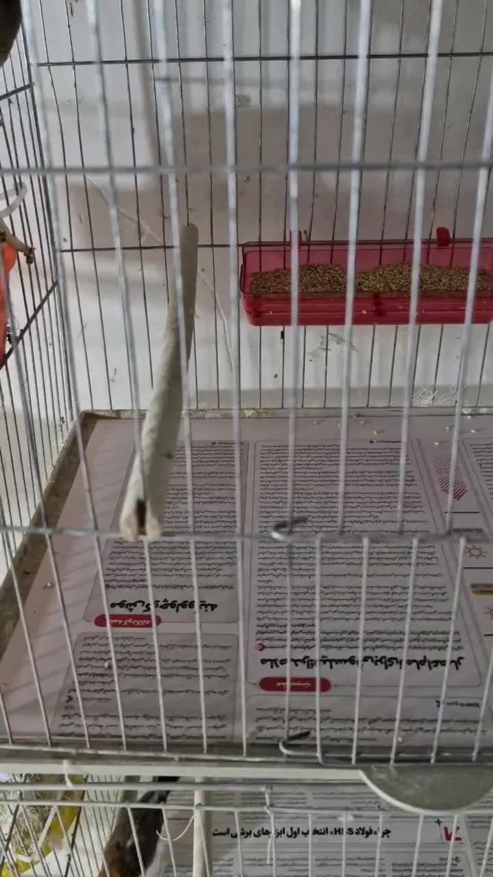 فروش فنچ کینگ|پرنده|بندرعباس, |دیوار