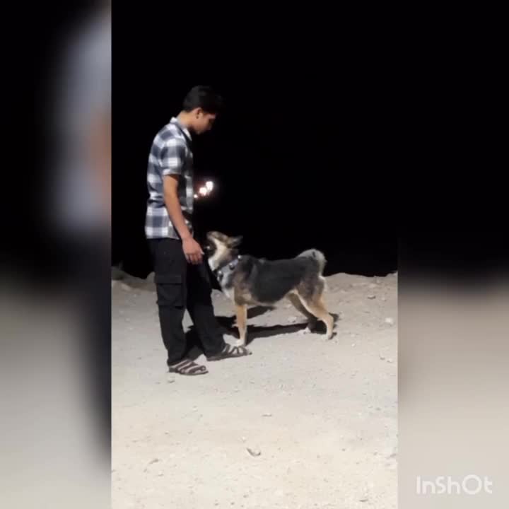 سگ ژرمن|سگ|تفت, |دیوار