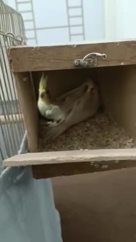 جفت مولد عروس لوتینو هلندی|پرنده|قم, در بهشت|دیوار