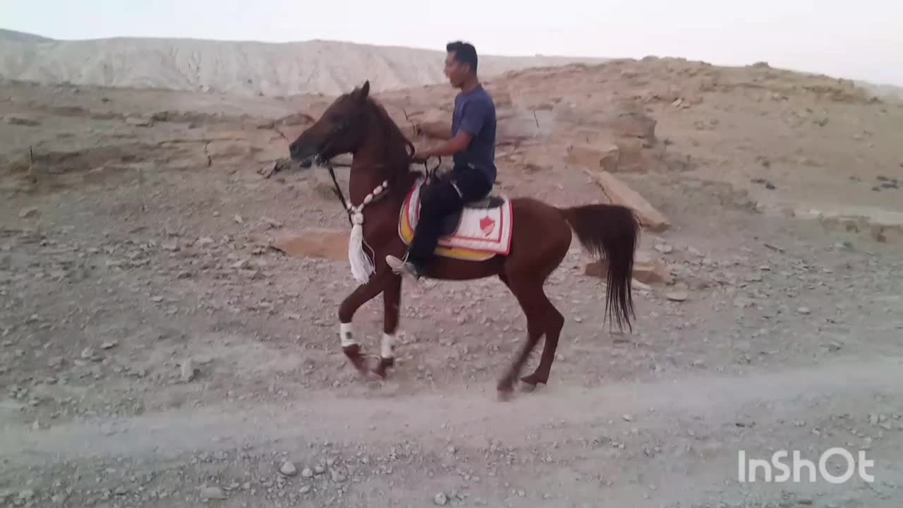 شبدیز نریون عرب در سیلمی|اسب و تجهیزات اسبسواری|ارد, |دیوار