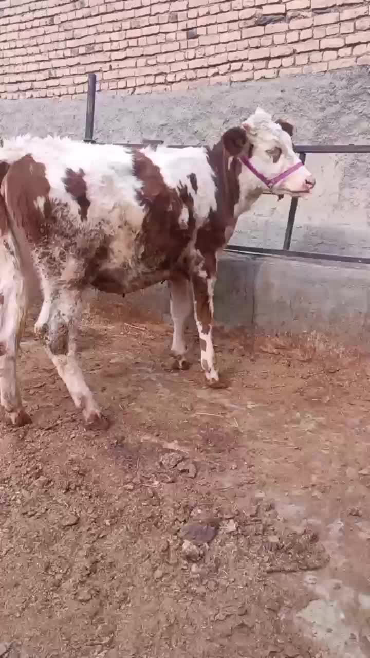 چهار راس گوساله سمینتال (گاو)|حیوانات مزرعه|اراک, |دیوار