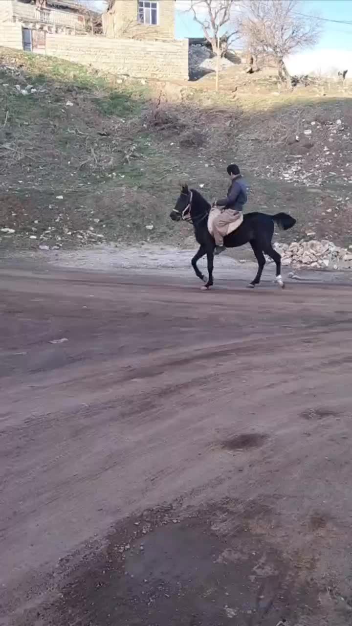 اسب کورد|اسب و تجهیزات اسبسواری|جوانرود, |دیوار