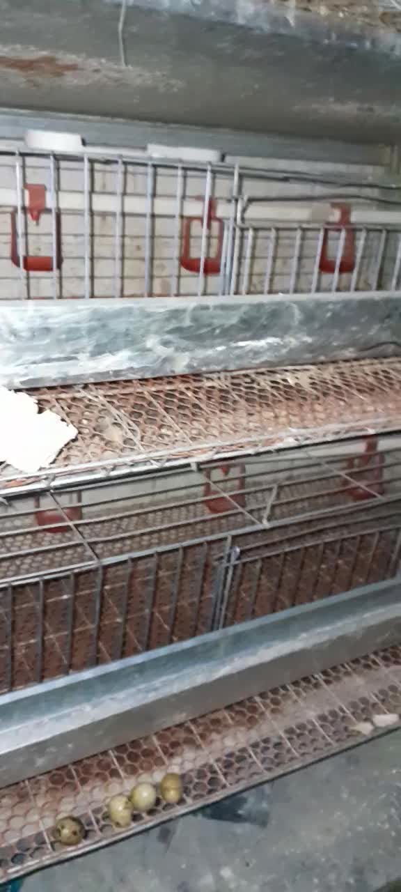 قفس پنج طبقه گالوانیزه|لوازم جانبی حیوانات|سلماس, |دیوار