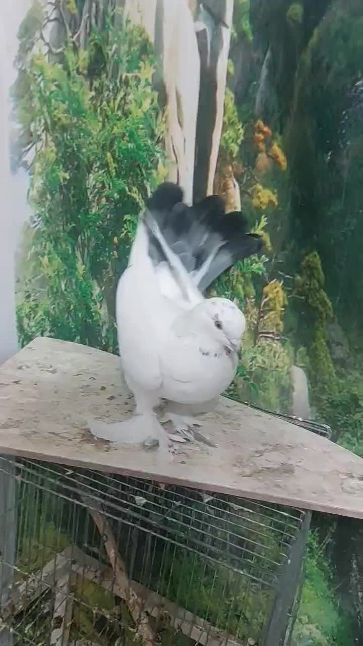 کبوتر ماده|پرنده|شهرکرد, |دیوار