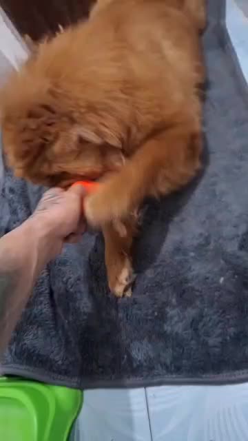 سگ ماده چاو چاو واگذاری|سگ|بابل, |دیوار