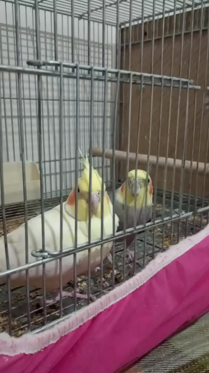 عروس مولد به شرط میدم|پرنده|اصفهان, شهرک کاوه|دیوار