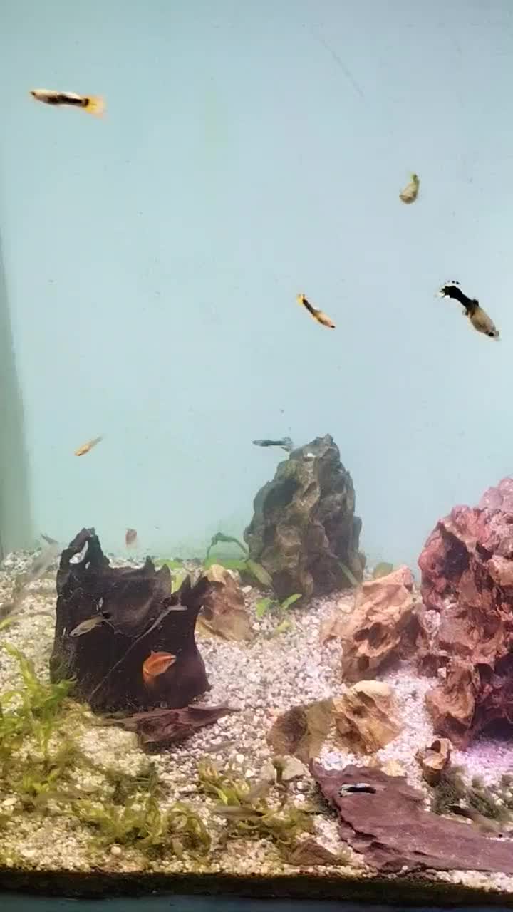 ماهی گوپی|ماهی|یزد, |دیوار