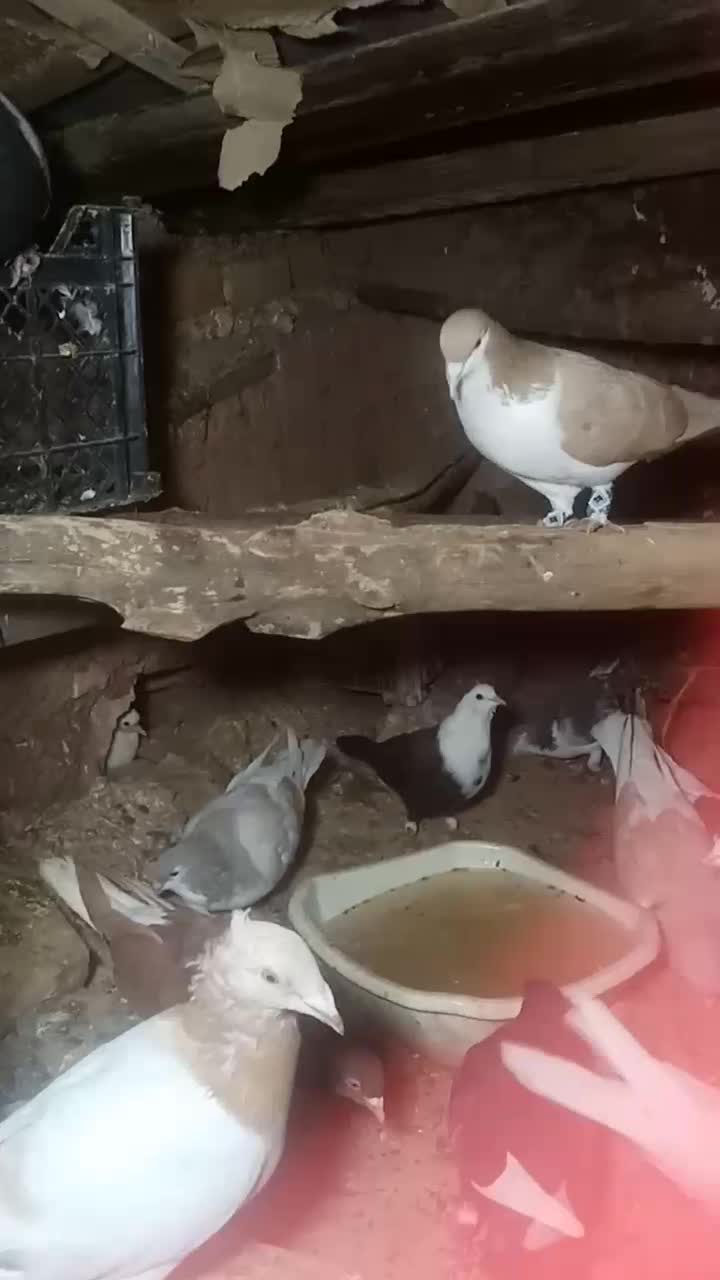 کبوتر فروشی|پرنده|زبرخان, |دیوار