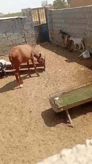 اسب|اسب و تجهیزات اسب‌سواری|بختگان, |دیوار