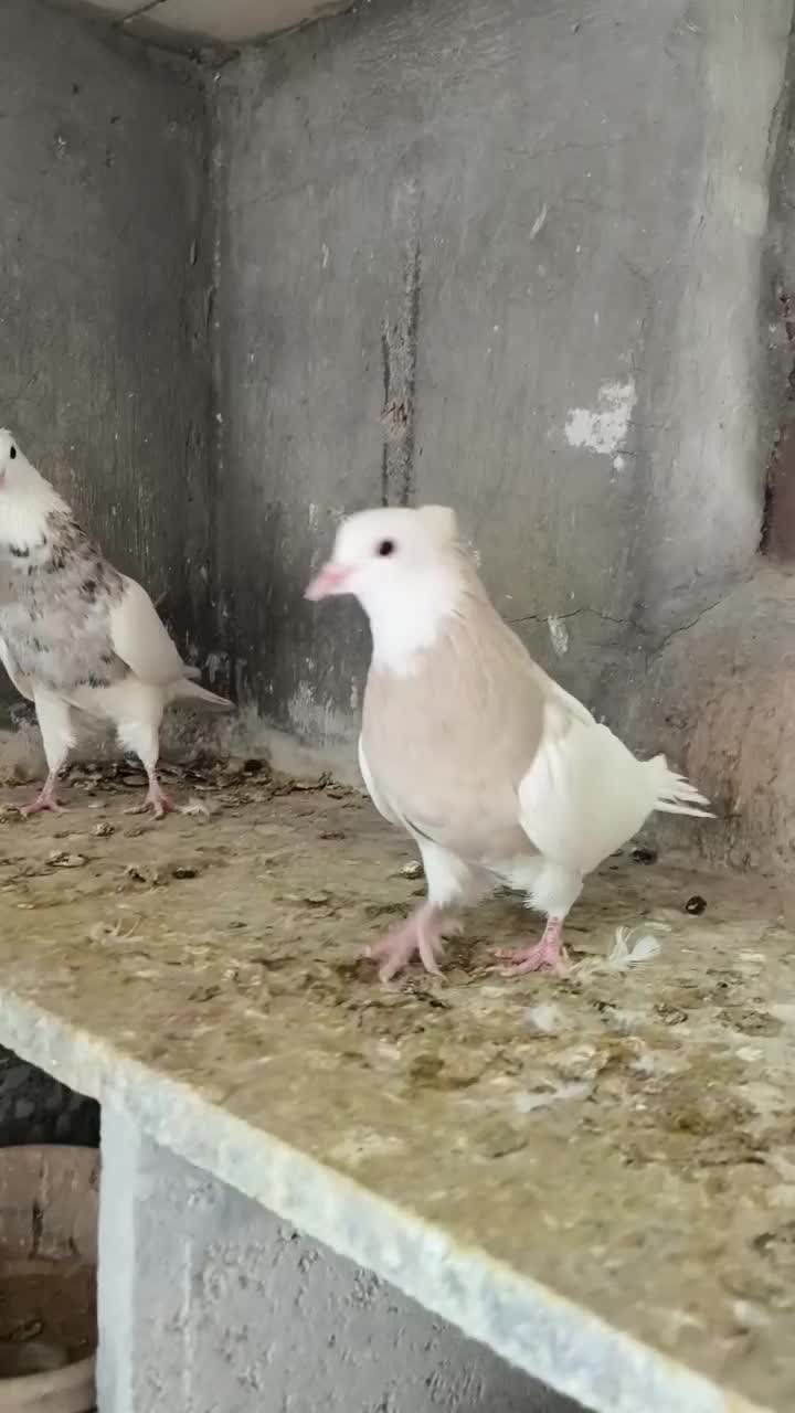 جفت نرماده طوقی|پرنده|شیراز, تندگویان|دیوار