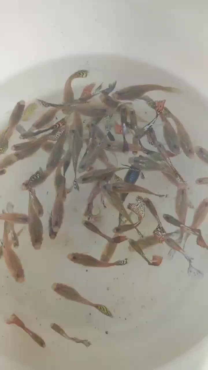 ماهی گوپی گاوی نژاد دار|ماهی|تربت‌حیدریه, رجایی|دیوار