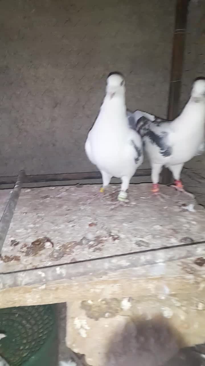 کاشمر|پرنده|کاشمر, |دیوار